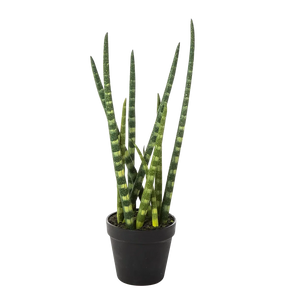 Künstliche Sansevieria - Dundee auf transparentem Hintergrund mit echt wirkenden Kunstblättern in natürlicher Anordnung. Künstliche Sansevieria - Dundee hat die Farbe Natur und ist 42 cm hoch. | aplanta Kunstpflanzen