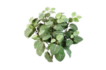 Künstliche Fittonia - Fit, 40 cm, Kunstpflanze von aplanta, Steckpflanze, in Natur, für drinnen