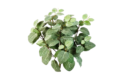 Künstliche Fittonia - Fit, 40 cm, Kunstpflanze von aplanta, Steckpflanze, in Natur, für drinnen