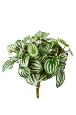 Künstliche Peperomia - Melon, 35 cm, Kunstpflanze von aplanta, Steckpflanze, in Natur, für drinnen