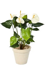 Künstliche Flamingoblume - Steckpflanze - Nora auf transparentem Hintergrund mit echt wirkenden Kunstblättern in natürlicher Anordnung. Künstliche Flamingoblume - Steckpflanze - Nora hat die Farbe Creme und ist 56 cm hoch. | aplanta Kunstpflanzen