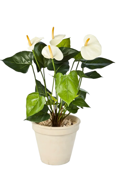 Künstliche Flamingoblume - Steckpflanze - Nora auf transparentem Hintergrund mit echt wirkenden Kunstblättern in natürlicher Anordnung. Künstliche Flamingoblume - Steckpflanze - Nora hat die Farbe Creme und ist 56 cm hoch. | aplanta Kunstpflanzen