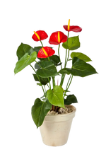 Künstliche Flamingoblume - Steckpflanze - Nara, 56 cm, Kunstpflanze von aplanta, in Rot, für drinnen