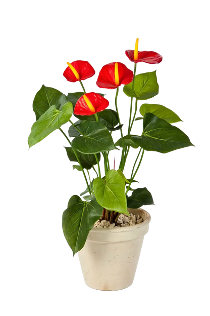 Künstliche Flamingoblume - Steckpflanze - Nara, 56 cm, Kunstpflanze von aplanta, in Rot, für drinnen
