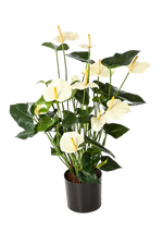 Künstliche Flamingoblume - Zenta auf transparentem Hintergrund mit echt wirkenden Kunstblättern in natürlicher Anordnung. Künstliche Flamingoblume - Zenta hat die Farbe Creme und ist 78 cm hoch. | aplanta Kunstpflanzen