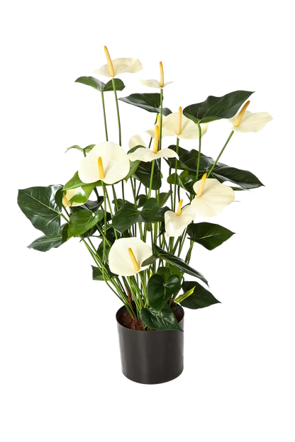 Künstliche Flamingoblume - Zenta auf transparentem Hintergrund mit echt wirkenden Kunstblättern in natürlicher Anordnung. Künstliche Flamingoblume - Zenta hat die Farbe Creme und ist 78 cm hoch. | aplanta Kunstpflanzen