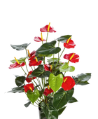 Künstliche Flamingoblume - Caspar auf transparentem Hintergrund mit echt wirkenden Kunstblättern in natürlicher Anordnung. Künstliche Flamingoblume - Caspar hat die Farbe Rot und ist 78 cm hoch. | aplanta Kunstpflanzen