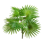 Hochwertige Kunstpalme auf transparentem Hintergrund mit echt wirkenden Kunstblättern in natürlicher Anordnung. Künstlicher Palmenbusch - Carina hat die Farbe Natur und ist 35 cm hoch. | aplanta Kunstpflanzen