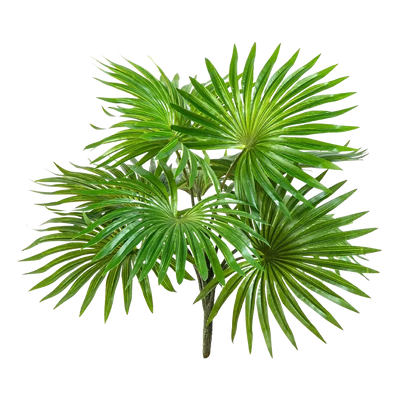 Hochwertige Kunstpalme auf transparentem Hintergrund mit echt wirkenden Kunstblättern in natürlicher Anordnung. Künstlicher Palmenbusch - Carina hat die Farbe Natur und ist 35 cm hoch. | aplanta Kunstpflanzen