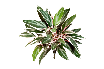 Künstliche Cordyline - Mila | 48 cm auf transparentem Hintergrund mit echt wirkenden Kunstblättern in natürlicher Anordnung. | aplanta Kunstpflanzen