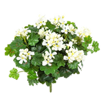 Hochwertige Kunstpflanze Geranie auf transparentem Hintergrund mit echt wirkenden Kunstblättern in natürlicher Anordnung. Künstliche Geranie - Anton hat die Farbe Natur und ist 35 cm hoch. | aplanta Kunstpflanzen