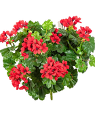 Hochwertige Kunstpflanze Geranie auf transparentem Hintergrund mit echt wirkenden Kunstblättern in natürlicher Anordnung. Künstliche Geranie - Aaron hat die Farbe Natur und ist 35 cm hoch. | aplanta Kunstpflanzen