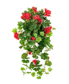 Hochwertige künstliche Hängepflanze auf transparentem Hintergrund mit echt wirkenden Kunstblättern in natürlicher Anordnung. Künstliche Hänge-Geranie - Alessio hat die Farbe Rot und ist 72 cm hoch. | aplanta Kunstpflanzen