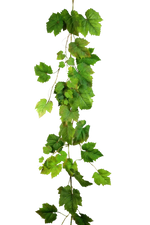 Hochwertige künstliche Hängepflanze auf transparentem Hintergrund mit echt wirkenden Kunstblättern in natürlicher Anordnung. Künstliche Weinreben Girlande - Bela hat die Farbe Natur und ist 180 cm hoch. | aplanta Kunstpflanzen