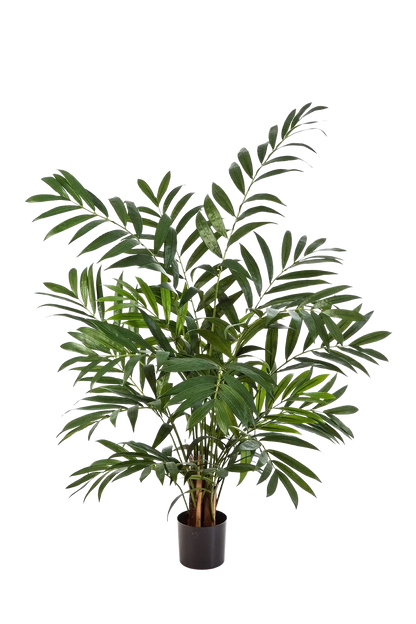 Hochwertige Kunstpalme auf transparentem Hintergrund mit echt wirkenden Kunstblättern in natürlicher Anordnung. Künstliche Bergpalme - Chantal hat die Farbe Natur und ist 110 cm hoch. | aplanta Kunstpflanzen