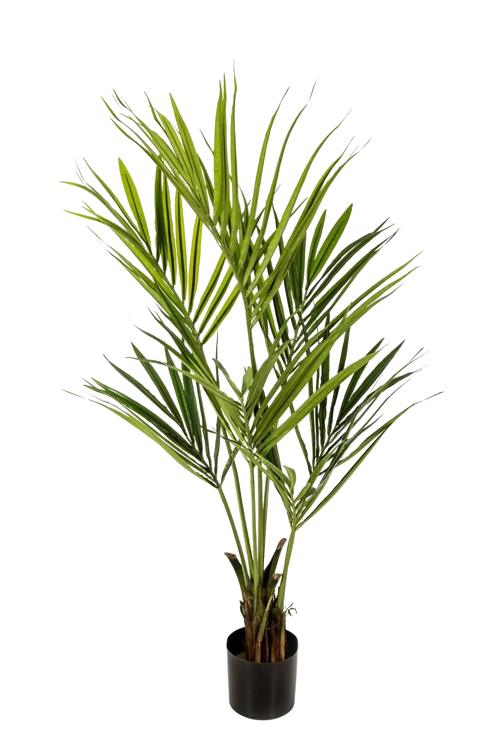 Künstliche Kentia Palme - Cataleya | 200 cm