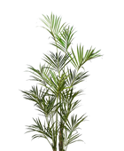 Hochwertige Kunstpalme auf transparentem Hintergrund mit echt wirkenden Kunstblättern in natürlicher Anordnung. Künstliche Kentia Palme - Cataleya hat die Farbe Natur und ist 260 cm hoch. | aplanta Kunstpflanzen