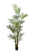 Hochwertige Kunstpalme auf transparentem Hintergrund mit echt wirkenden Kunstblättern in natürlicher Anordnung. Künstliche Kentia Palme - Cataleya hat die Farbe Natur und ist 260 cm hoch. | aplanta Kunstpflanzen