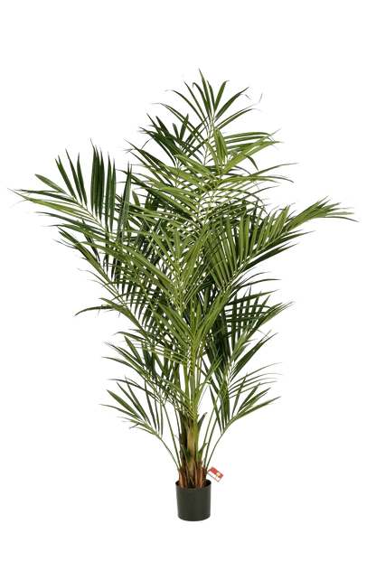 Hochwertige Kunstpalme auf transparentem Hintergrund mit echt wirkenden Kunstblättern in natürlicher Anordnung. Künstliche Kentia Palme - Cecilia hat die Farbe Natur und ist 225 cm hoch. | aplanta Kunstpflanzen