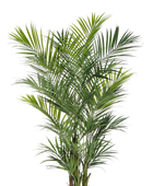 Hochwertige Kunstpalme auf transparentem Hintergrund mit echt wirkenden Kunstblättern in natürlicher Anordnung. Künstliche Kentia Palme - Cecilia hat die Farbe Natur und ist 260 cm hoch. | aplanta Kunstpflanzen