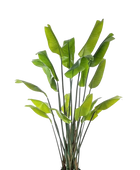 Künstliche Strelitzia - Clemens | 200 cm