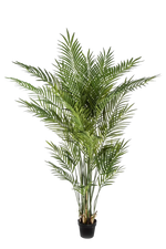 Hochwertige Kunstpalme auf transparentem Hintergrund mit echt wirkenden Kunstblättern in natürlicher Anordnung. Künstliche Goldfruchtpalme - Eva hat die Farbe Natur und ist 170 cm hoch. | aplanta Kunstpflanzen