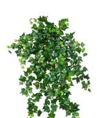 Hochwertige künstliche Hängepflanze auf transparentem Hintergrund mit echt wirkenden Kunstblättern in natürlicher Anordnung. Künstlicher Efeu - Emilio hat die Farbe Natur und ist 50 cm hoch. | aplanta Kunstpflanzen