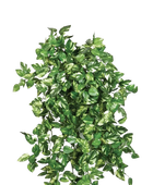 Hochwertige künstliche Hängepflanze auf transparentem Hintergrund mit echt wirkenden Kunstblättern in natürlicher Anordnung. Künstliche Pothos - Emir hat die Farbe Natur | aplanta Kunstpflanzen