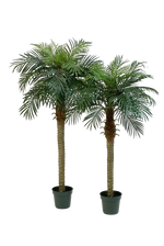 Hochwertige Kunstpalme auf transparentem Hintergrund mit echt wirkenden Kunstblättern in natürlicher Anordnung. Künstliche Dattelpalme - Fabienne hat die Farbe Natur und ist 150 cm hoch. | aplanta Kunstpflanzen