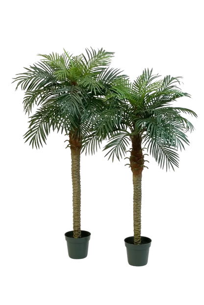 Hochwertige Kunstpalme auf transparentem Hintergrund mit echt wirkenden Kunstblättern in natürlicher Anordnung. Künstliche Dattelpalme - Fabienne hat die Farbe Natur und ist 150 cm hoch. | aplanta Kunstpflanzen