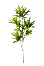 Künstlicher Drachenbaum-Zweig - Gian auf transparentem Hintergrund mit echt wirkenden Kunstblättern in natürlicher Anordnung. Künstlicher Drachenbaum-Zweig - Gian hat die Farbe Natur und ist 70 cm hoch. | aplanta Kunstpflanzen