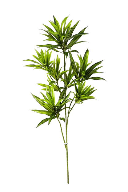 Künstlicher Drachenbaum-Zweig - Gian auf transparentem Hintergrund mit echt wirkenden Kunstblättern in natürlicher Anordnung. Künstlicher Drachenbaum-Zweig - Gian hat die Farbe Natur und ist 70 cm hoch. | aplanta Kunstpflanzen