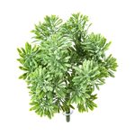 Künstliches Greiskraut - Henrike auf transparentem Hintergrund mit echt wirkenden Kunstblättern in natürlicher Anordnung. Künstliches Greiskraut - Henrike hat die Farbe Natur und ist 18 cm hoch. | aplanta Kunstpflanzen