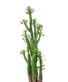 Künstlicher Kaktus - Hermann auf transparentem Hintergrund mit echt wirkenden Kunstblättern. Diese Kunstpflanze gehört zur Gattung/Familie der 