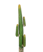Künstlicher Kaktus - Hagen auf transparentem Hintergrund mit echt wirkenden Kunstblättern. Diese Kunstpflanze gehört zur Gattung/Familie der 