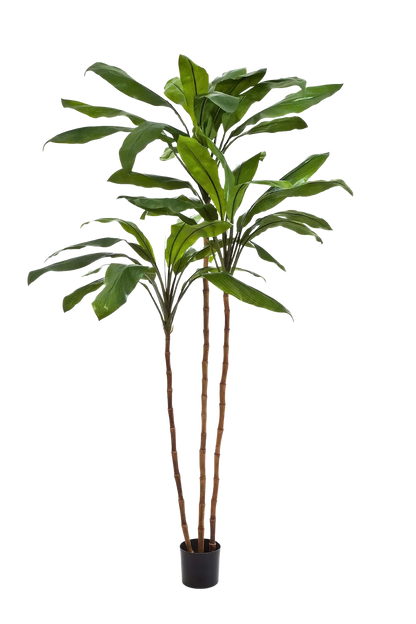 Künstliche Lilie - Isabell auf transparentem Hintergrund mit echt wirkenden Kunstblättern in natürlicher Anordnung. Künstliche Lilie - Isabell hat die Farbe Natur und ist 210 cm hoch. | aplanta Kunstpflanzen