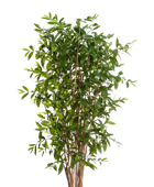 Künstlicher Drachenbaum - Ina auf transparentem Hintergrund mit echt wirkenden Kunstblättern in natürlicher Anordnung. Künstlicher Drachenbaum - Ina hat die Farbe Natur und ist 270 cm hoch. | aplanta Kunstpflanzen