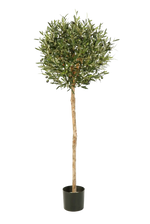 Hochwertiger Olivenbaum künstlich auf transparentem Hintergrund mit echt wirkenden Kunstblättern in natürlicher Anordnung. Künstlicher Olivenbaum - Isa hat die Farbe Natur und ist 140 cm hoch. | aplanta Kunstpflanzen