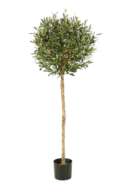 Hochwertiger Olivenbaum künstlich auf transparentem Hintergrund mit echt wirkenden Kunstblättern in natürlicher Anordnung. Künstlicher Olivenbaum - Isa hat die Farbe Natur und ist 140 cm hoch. | aplanta Kunstpflanzen