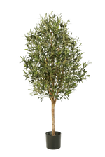 Hochwertiger Olivenbaum künstlich auf transparentem Hintergrund mit echt wirkenden Kunstblättern in natürlicher Anordnung. Künstlicher Olivenbaum - Ilaria hat die Farbe Natur und ist 170 cm hoch. | aplanta Kunstpflanzen