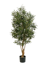 Hochwertiger Olivenbaum künstlich auf transparentem Hintergrund mit echt wirkenden Kunstblättern in natürlicher Anordnung. Künstlicher Olivenbaum - Ian hat die Farbe Natur und ist 150 cm hoch. | aplanta Kunstpflanzen