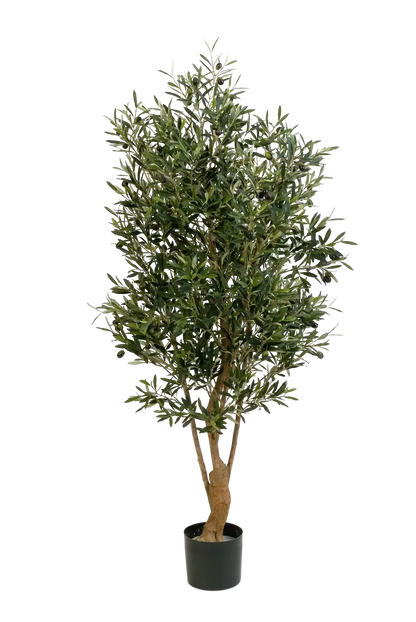 Hochwertiger Olivenbaum künstlich auf transparentem Hintergrund mit echt wirkenden Kunstblättern in natürlicher Anordnung. Künstlicher Olivenbaum - Ian hat die Farbe Natur und ist 150 cm hoch. | aplanta Kunstpflanzen