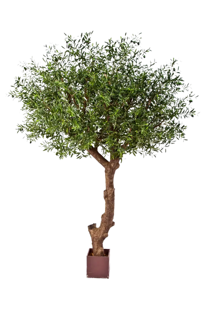Hochwertiger Olivenbaum künstlich auf transparentem Hintergrund mit echt wirkenden Kunstblättern in natürlicher Anordnung. Künstlicher Olivenbaum - Ilias hat die Farbe Natur und ist 270 cm hoch. | aplanta Kunstpflanzen