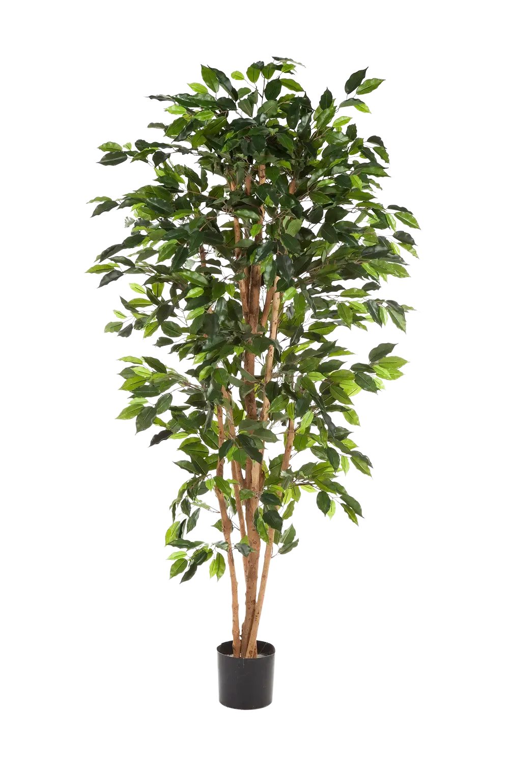 Künstlicher Ficusbaum - Sylvior, 150 cm, Kunstbaum von aplanta, mit Echtholzstamm, UV-beständig, inkl. Startertopf, in Grün