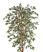 Künstlicher Chinesischer Ficus - Ivan auf transparentem Hintergrund mit echt wirkenden Kunstblättern. Diese Kunstpflanze gehört zur Gattung/Familie der 