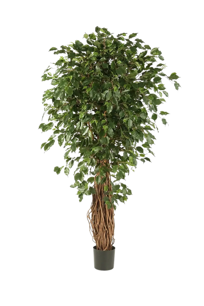 Künstlicher Ficus Liana - Josefine, 210 cm, Kunstbaum von aplanta, mit Echtholzstamm, mit Mangrovenstamm, im schwarzen Topf