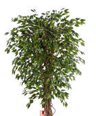 Künstlicher Ficus - Juna auf transparentem Hintergrund mit echt wirkenden Kunstblättern in natürlicher Anordnung. Künstlicher Ficus - Juna hat die Farbe Natur und ist 180 cm hoch. | aplanta Kunstpflanzen