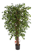 Künstlicher Ficus - Juna auf transparentem Hintergrund mit echt wirkenden Kunstblättern in natürlicher Anordnung. Künstlicher Ficus - Juna hat die Farbe Natur und ist 180 cm hoch. | aplanta Kunstpflanzen