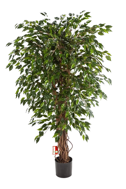 Künstlicher Ficus - Juna auf transparentem Hintergrund mit echt wirkenden Kunstblättern in natürlicher Anordnung. Künstlicher Ficus - Juna hat die Farbe Natur und ist 180 cm hoch. | aplanta Kunstpflanzen