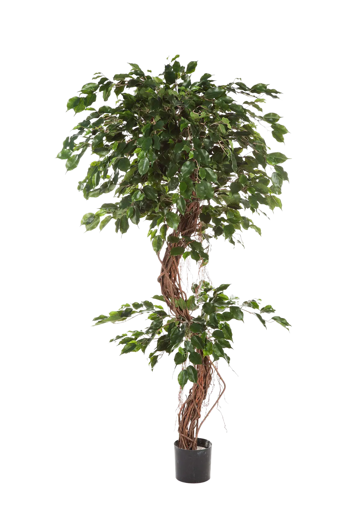 Künstlicher Ficus - Seraphius, 180 cm, Kunstbaum von aplanta, mit Echtholzstamm, inkl. Startertopf, in Grün, für drinnen